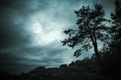Black silhouette of pine tree in night forest under dramatic cloudy sky with full moon. Blue toned stylized photo