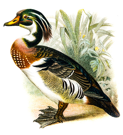 Antique illustration of a Wood Duck (Aix sponsa)