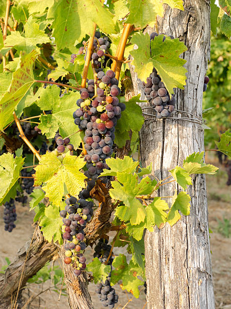 istock Grapes in a Vineyard in Piedmont 609698506