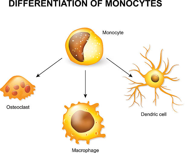 illustrazioni stock, clip art, cartoni animati e icone di tendenza di differenziazione dei monociti - white blood cell human immune system virus cell