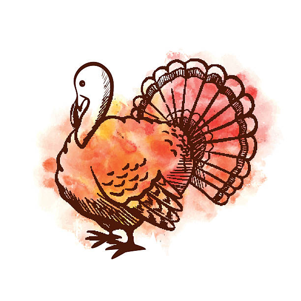 Hand drawn watercolor turkey on white background. Hand drawn watercolor turkey isolated on white background. Vector illustration watercolor thanksgiving stock illustrations