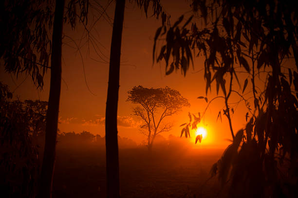 the landscape in the morning and south of the city of Surin in Isan in Thailand.
