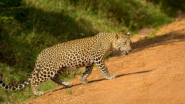 istock Leopard gracefully walking on the orange sandy road. 609704656