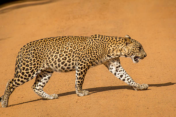 istock Leopard gracefully walking on the orange sandy road. 609705108