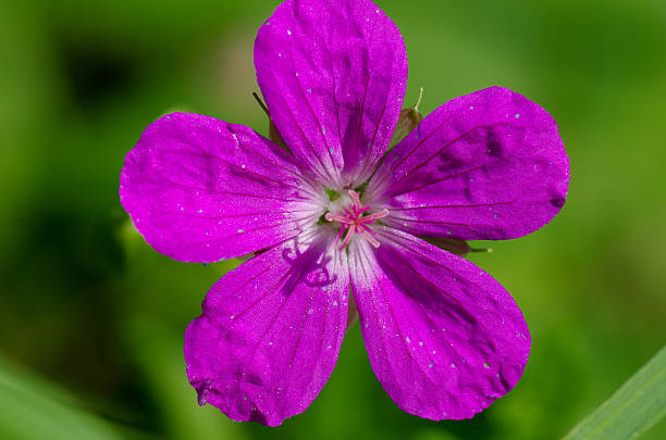 istock Macro shot of Geranium pretense flower on a blurred background 609706138