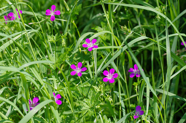 grama verde com flores de pretensão de gerânio. verão, prado - pretense - fotografias e filmes do acervo