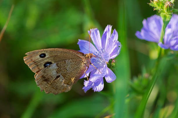 istock Butterfly collecting pollen from a Chicory flower 609706536