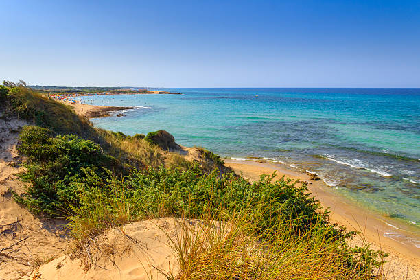 summer.mediterranean maquis: una reserva natural de torre guaceto.salento (-italy- apulia - brindisi fotografías e imágenes de stock