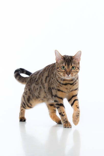 istock Bengal cat walking. isolated on white background 609708866