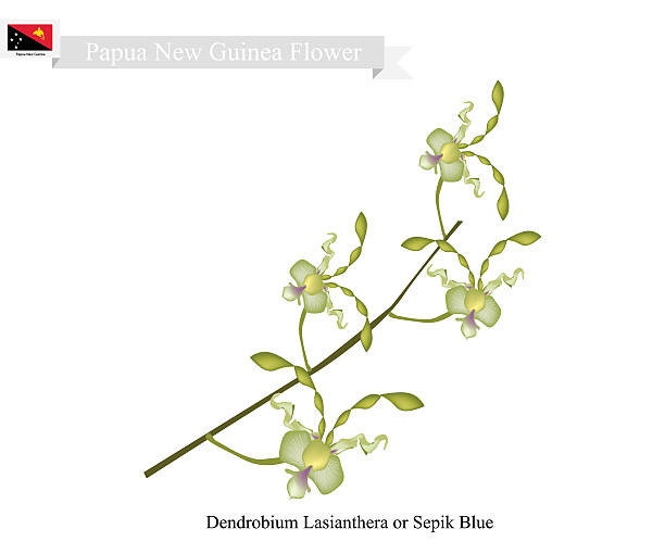 Dendrobium Lasianthera, National Flower of Papua New Guinea Papua New Guinea Flower, Illustration of Dendrobium Lasianthera or Sepik Blue Orchid. The National Flower of Papua New Guinea. dendrobium orchid stock illustrations
