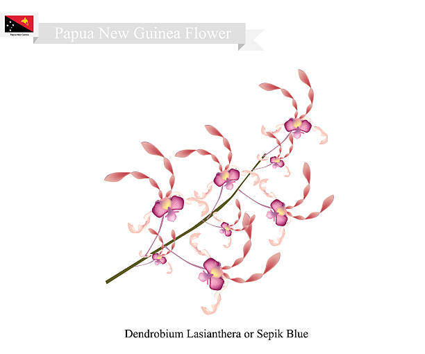 Dendrobium Lasianthera, The National Flower of Papua New Guinea Papua New Guinea Flower, Illustration of Dendrobium Lasianthera or Sepik Blue. The National Flower of Papua New Guinea. Dendrobium stock illustrations