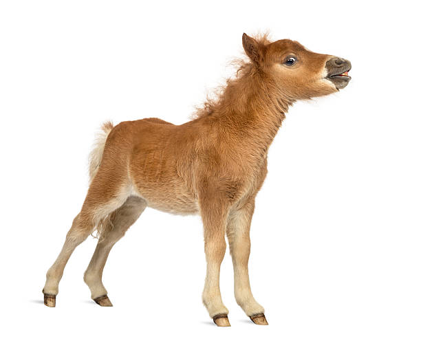 istock Young poney, foal whinnying against white background 609709580