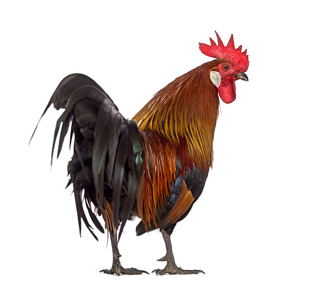 istock Rear view of a Belgian rooster isolated on white 609709808