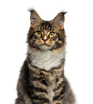 Close-up of a Maine Coon cat looking away isolated on white