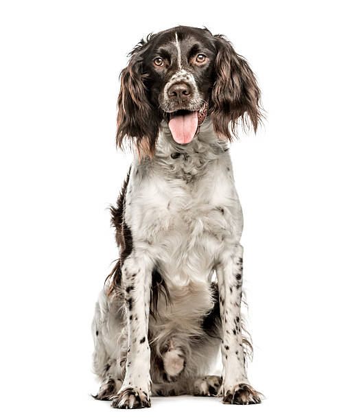 Münsterlander, 4.5 years old, isolated on white Münsterlander, 4.5 years old, sitting and looking at camera while panting, isolated on white spaniel stock pictures, royalty-free photos & images