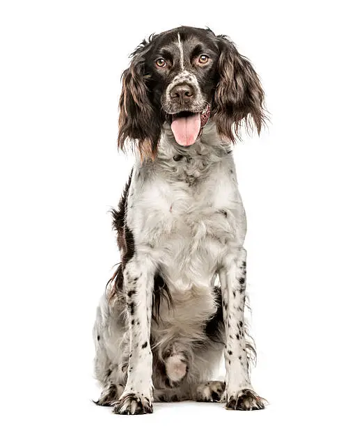 Münsterlander, 4.5 years old, sitting and looking at camera while panting, isolated on white