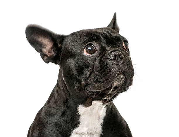 istock French Bulldog looking up isolated on white 609710182