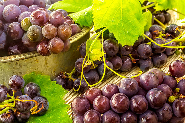 istock Blue fresh grapes in old metal bowl 609710318