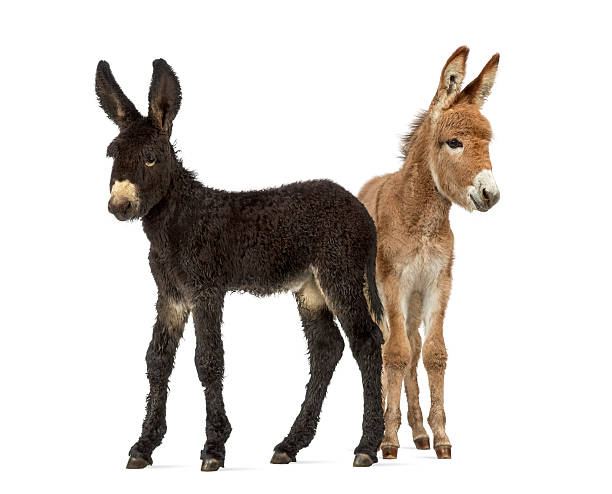 istock Two donkeys foal, baudet du poitoux isolated on white 609710406