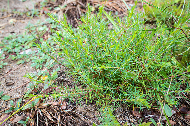 istock green of the grass 609710940