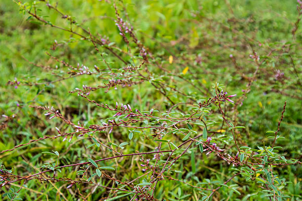 istock green of the grass 609711244