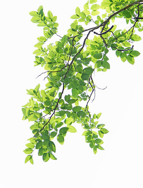 istock Green leaves isolated on white background 609711652