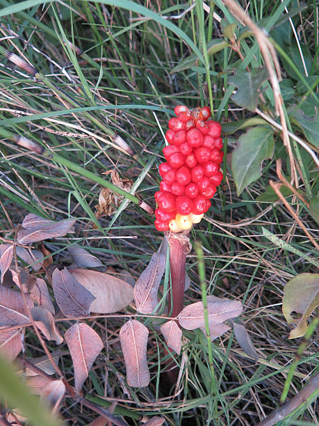 istock closeup of Cuckoo Pint 609712054