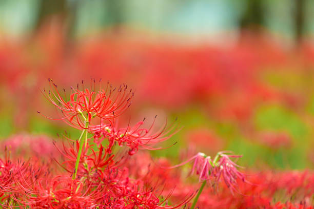 lycoris radiata  - autumn leaf single flower flower fotografías e imágenes de stock