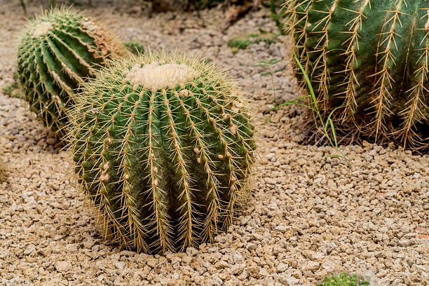 istock Cactus plant on gravel 609712420