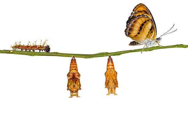 istock Isolated life cycle of colour segeant butterfly hanging on twig 609712816