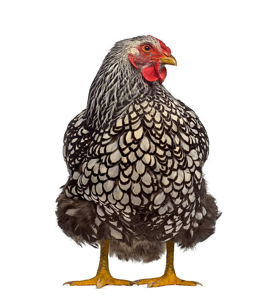 istock Front view of a Wyandotte chicken isolated on white 609712870