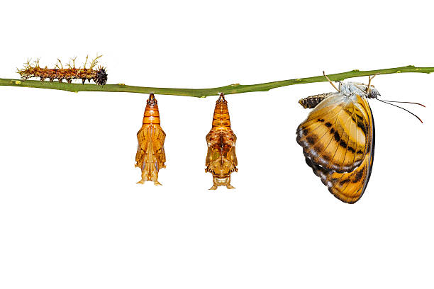 istock Isolated life cycle of colour segeant butterfly hanging on twig 609712928