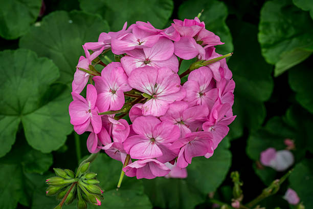 istock Pink flower on green leaves 609712970