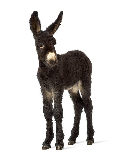 istock Donkey foal, baudet du poitoux facing isolated on white 609713106