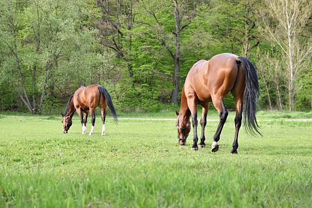istock Beautiful horses grazing freely in nature. 609713272