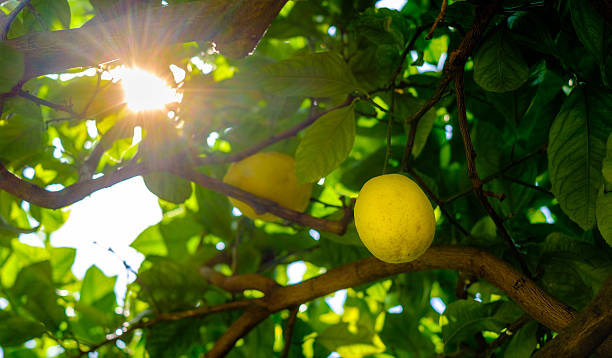istock Lemons on a tree. Amalfi coast symbol, Italy 609713676