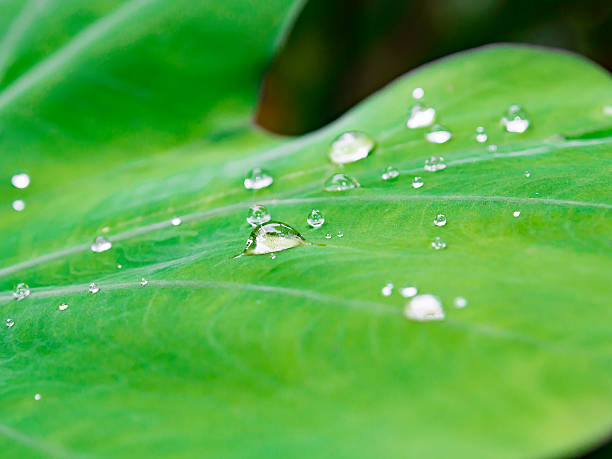 Water drop on Japanese taro leaf after rain. Taro leaf is a kind of ingredient in Southeast Asia