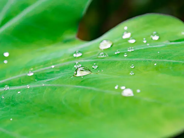 Water drop on Japanese taro leaf after rain. Taro leaf is a kind of ingredient in Southeast Asia