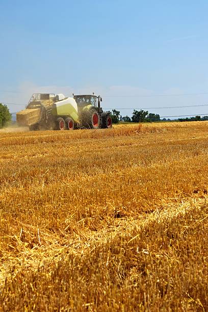 istock Harvester agriculture machine harvesting golden ripe corn field. Tractor 609714694