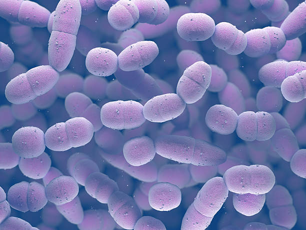 batteri streptococco - colorazione di gram foto e immagini stock