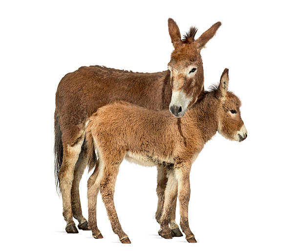 istock Mother provence donkey and her foal isolated on white 609715788