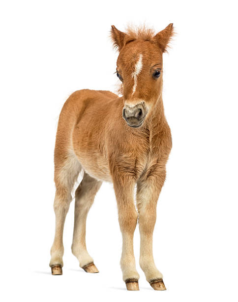istock Front view of a young poney, foal against white background 609715836