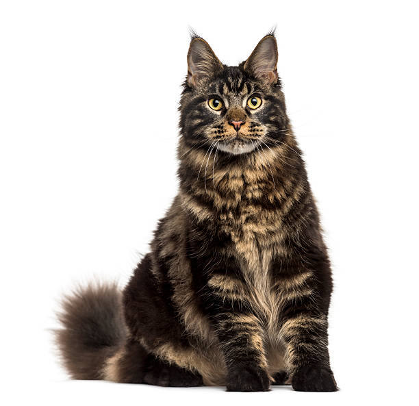 istock Maine Coon cat sitting and staring isolated on white 609716306
