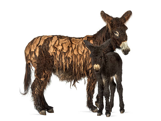 istock Donkey and her foal, baudet du poitoux isolated on white 609716570