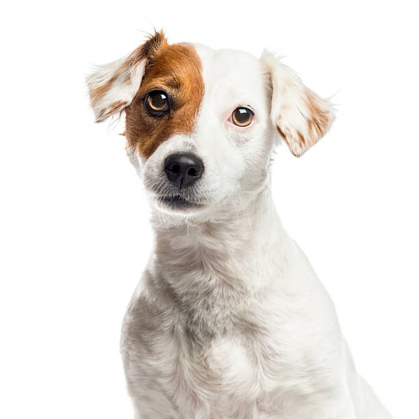 istock Close-up of Jack Russell Terrier, isolated on white 609716982