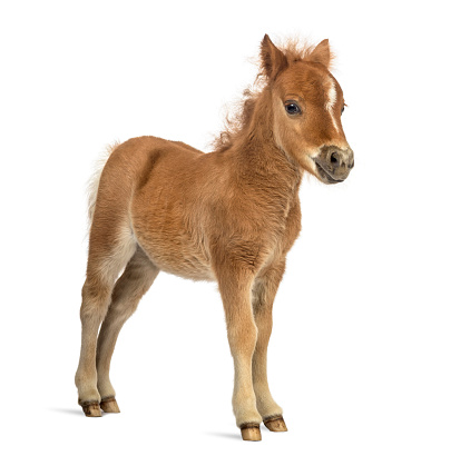 Side view of a young poney, foal looking at the camera against white background