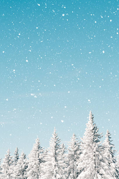 снег  - treetop tree sky blue стоковые фото и изображения