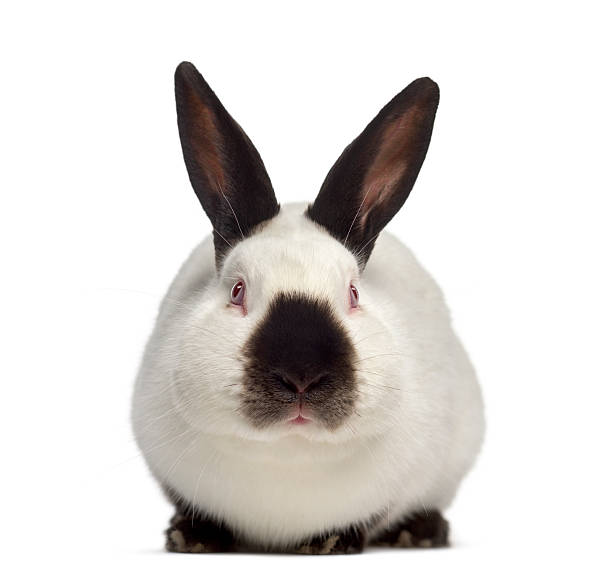 istock Front view of Russian rabbit isolated on white 609717590