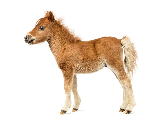 istock Side view of a young poney, foal against white background 609717936
