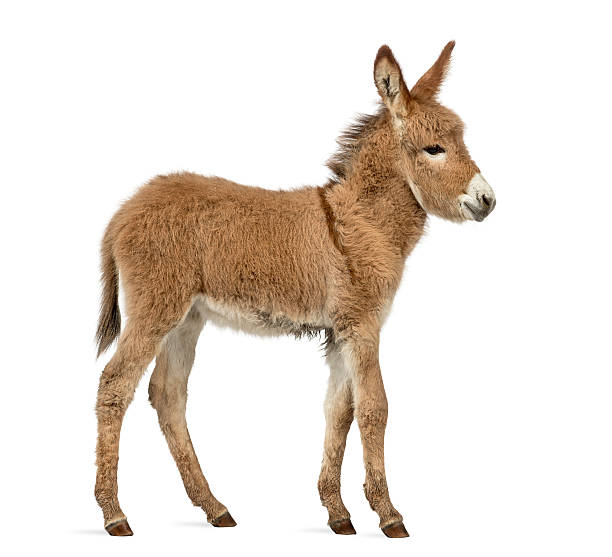 istock Side view of a Provence donkey foal isolated on white 609718512